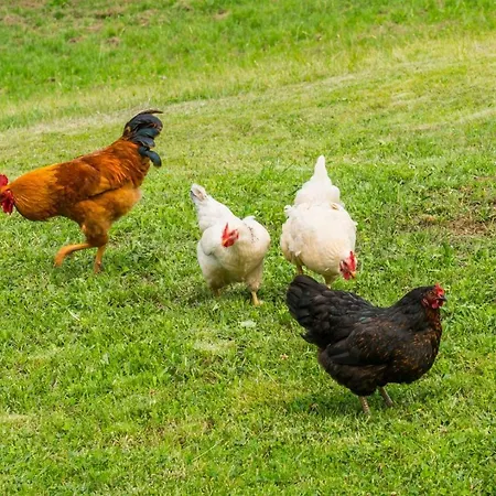 Lovely House Lindi In 公寓 波雷奇